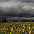 Gleich gibt´s was auf die Blüte...