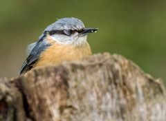 "Gleich hab ich's ..... das schmeckt - nach Vanille