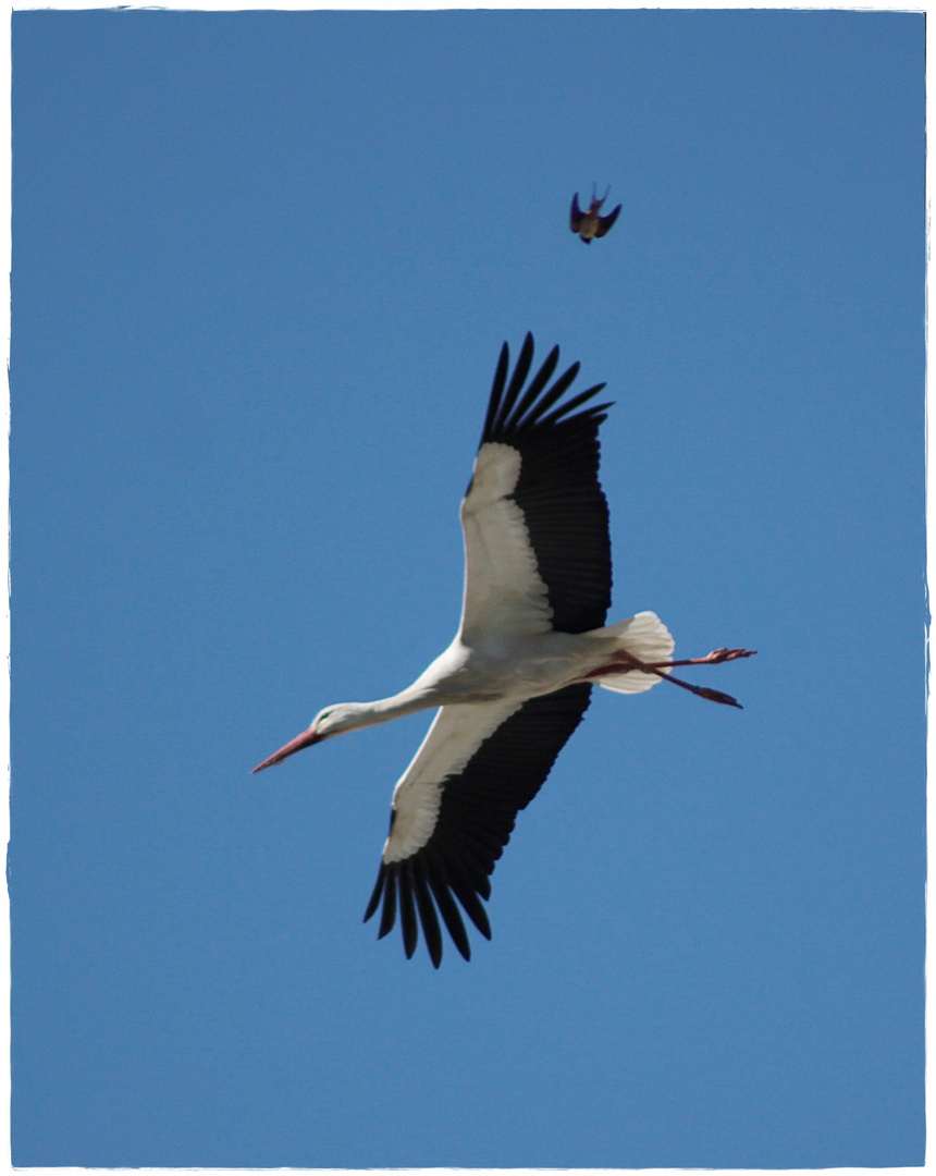 Gleich hat sie( die Schwalbe) ihn ( den Storch)