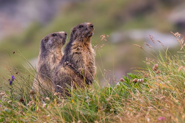 Gleich im Doppelpack...