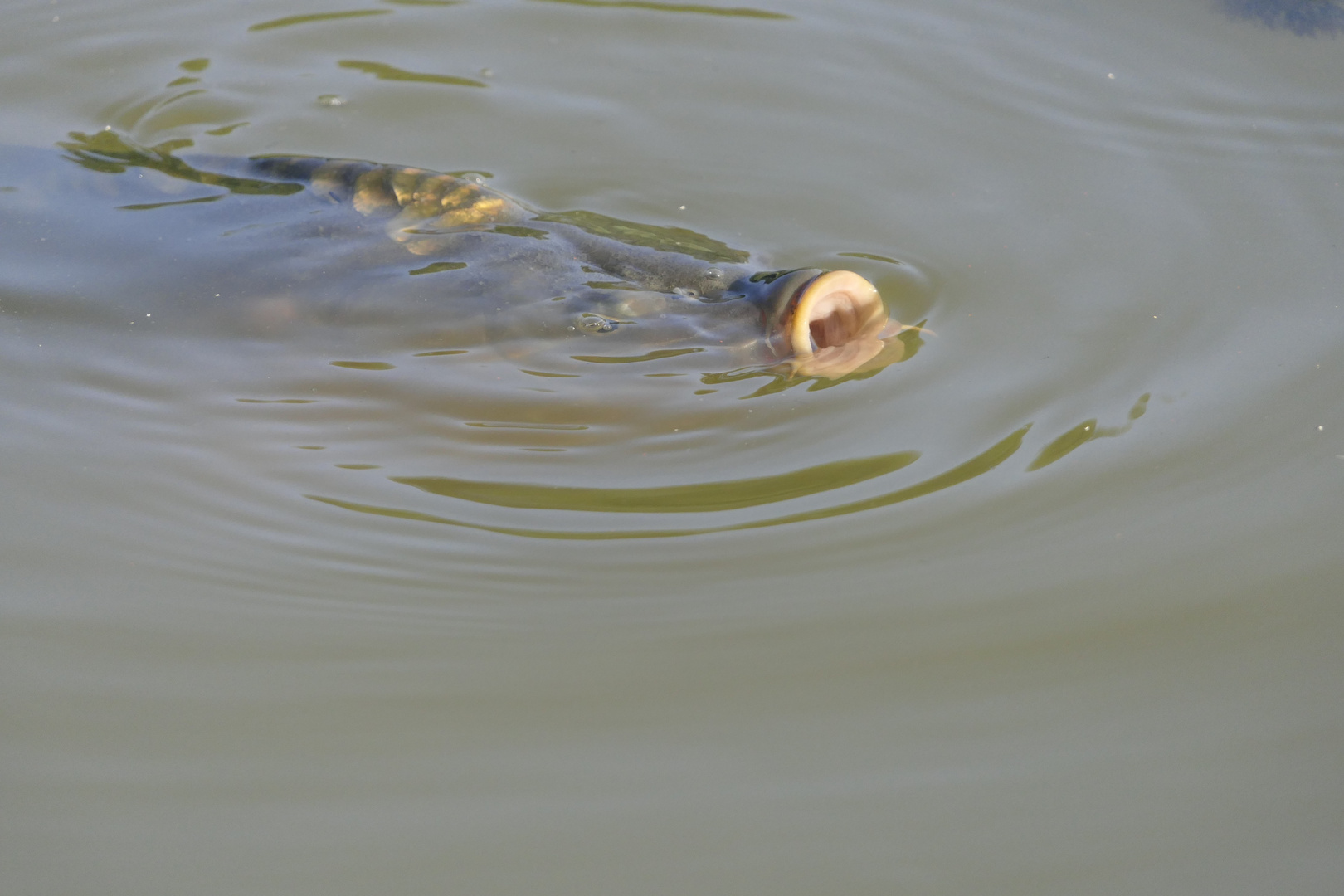 "Gleich ist der Teich leer...!"