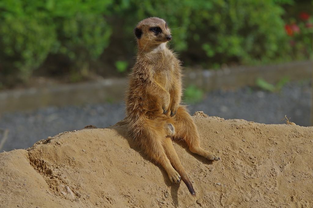 Gleich kommt das SANDMÄNNCHEN