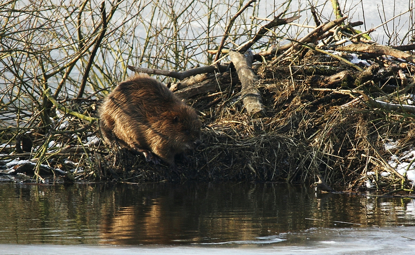 Gleich kommt der Sprung ins Wasser .....