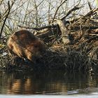 Gleich kommt der Sprung ins Wasser .....