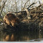 Gleich kommt der Sprung ins Wasser .....