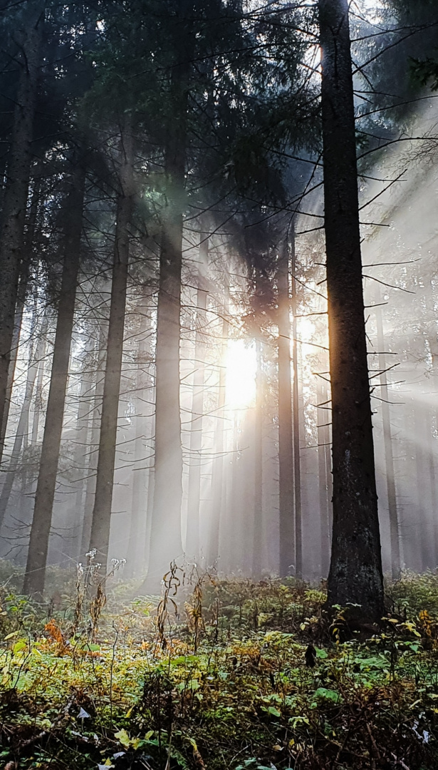 Gleich kommt die Waldfee..