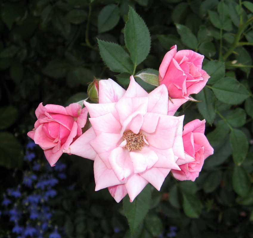 Gleich mehrere Rosen - toll gewachsen