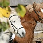 Gleich reiten wir los...