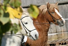 Gleich reiten wir los...