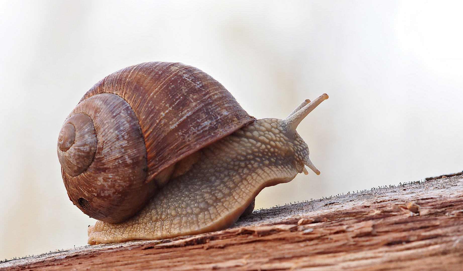 Gleich rennt sie los - Weinbergschnecke