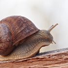 Gleich rennt sie los - Weinbergschnecke