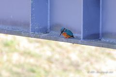 Gleich spring ich von der Brücke