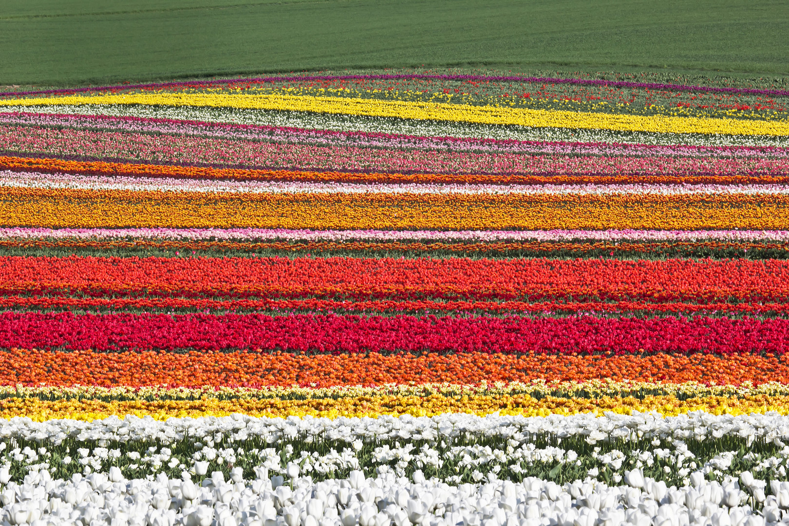 Gleich um die Ecke - Tulpenfeld in Neuss (I)...