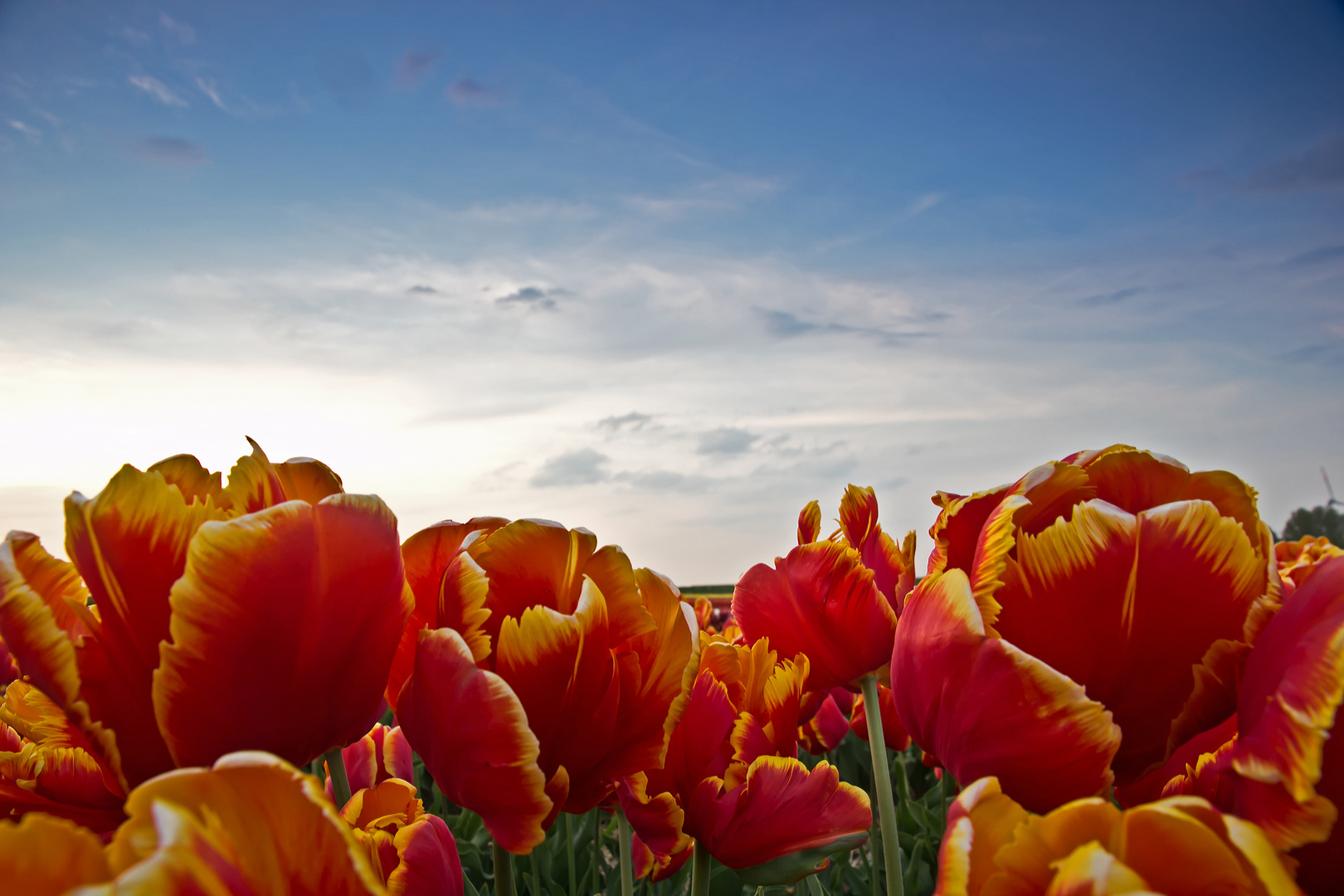 Gleich um die Ecke - Tulpenfeld in Neuss (II)...