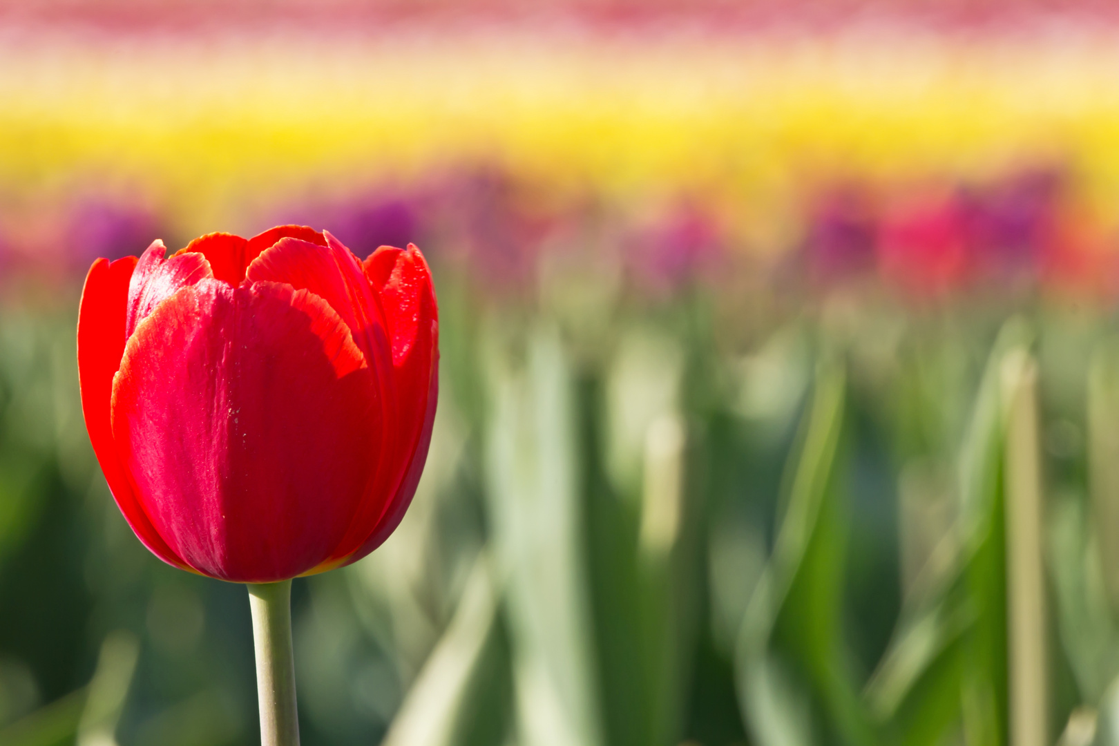 Gleich um die Ecke - Tulpenfeld in Neuss (III)...