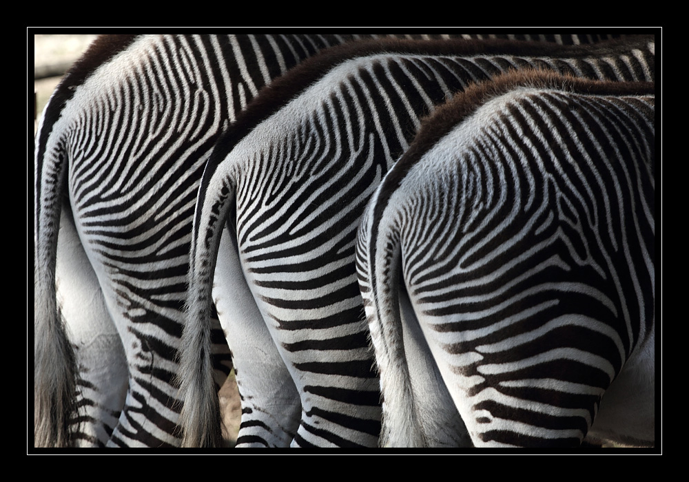 Gleich und gleich gesellt sich gern Foto & Bild tiere, zoo, wildpark