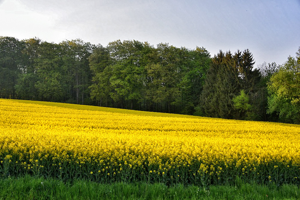 ... gleich vor dem wald ...