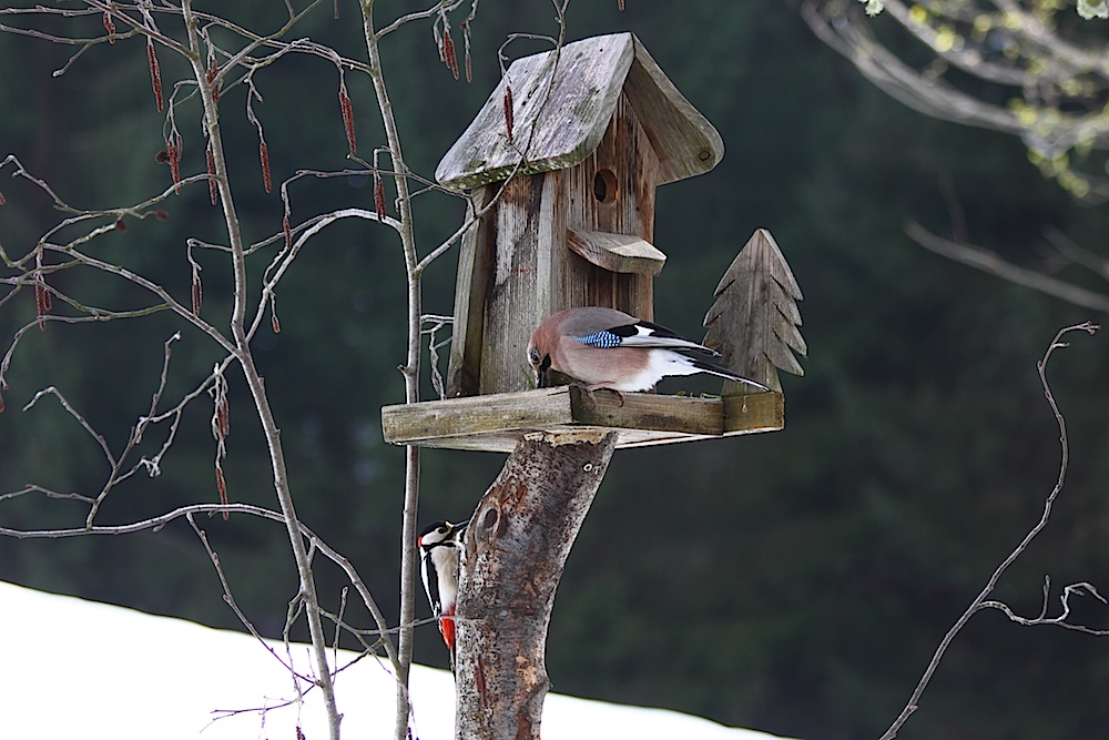 Gleich zwei Schönheiten am Vogelhaus