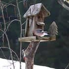 Gleich zwei Schönheiten am Vogelhaus