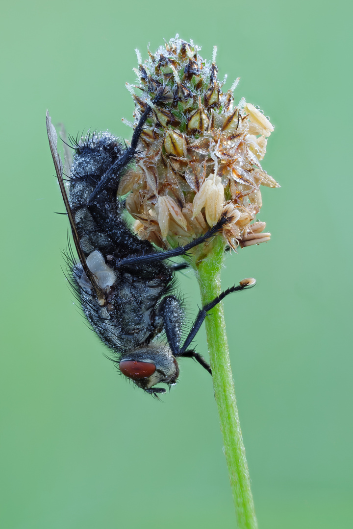 gleiche Fliege von der anderen Seite