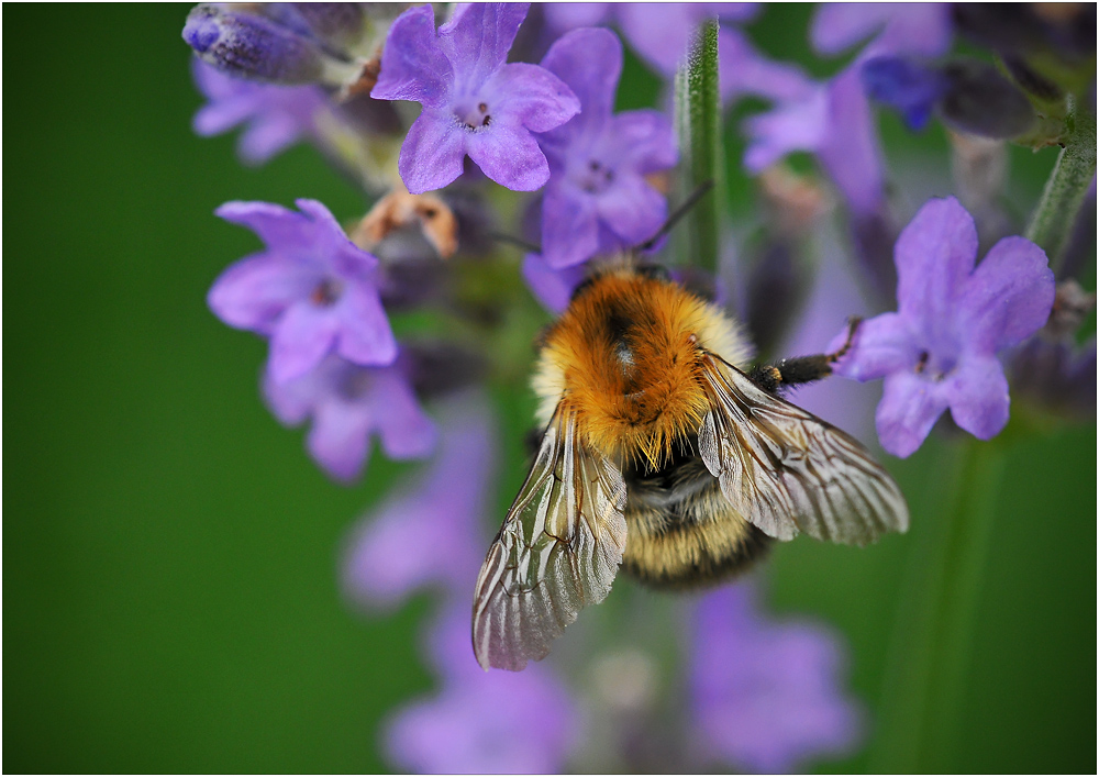 ... gleiche Hummel andere Perspektive