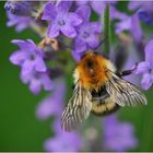 ... gleiche Hummel andere Perspektive