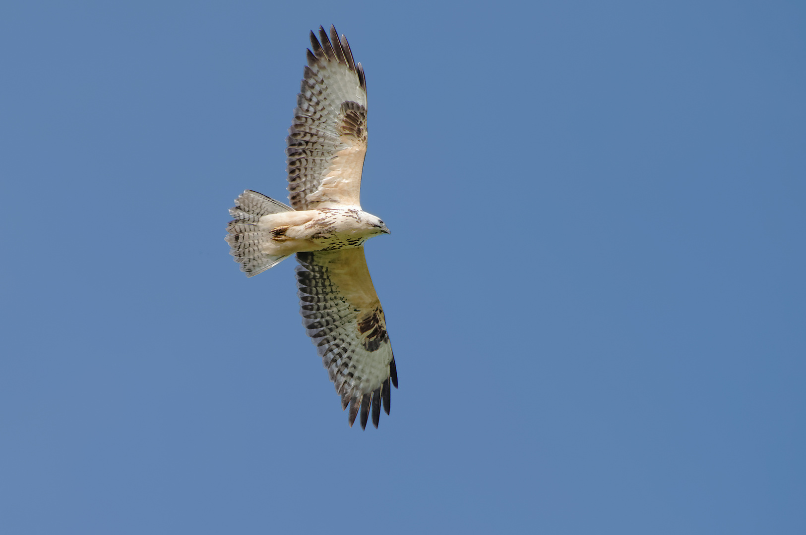 Gleiche Stelle: Bussard