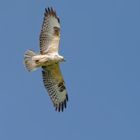 Gleiche Stelle: Bussard