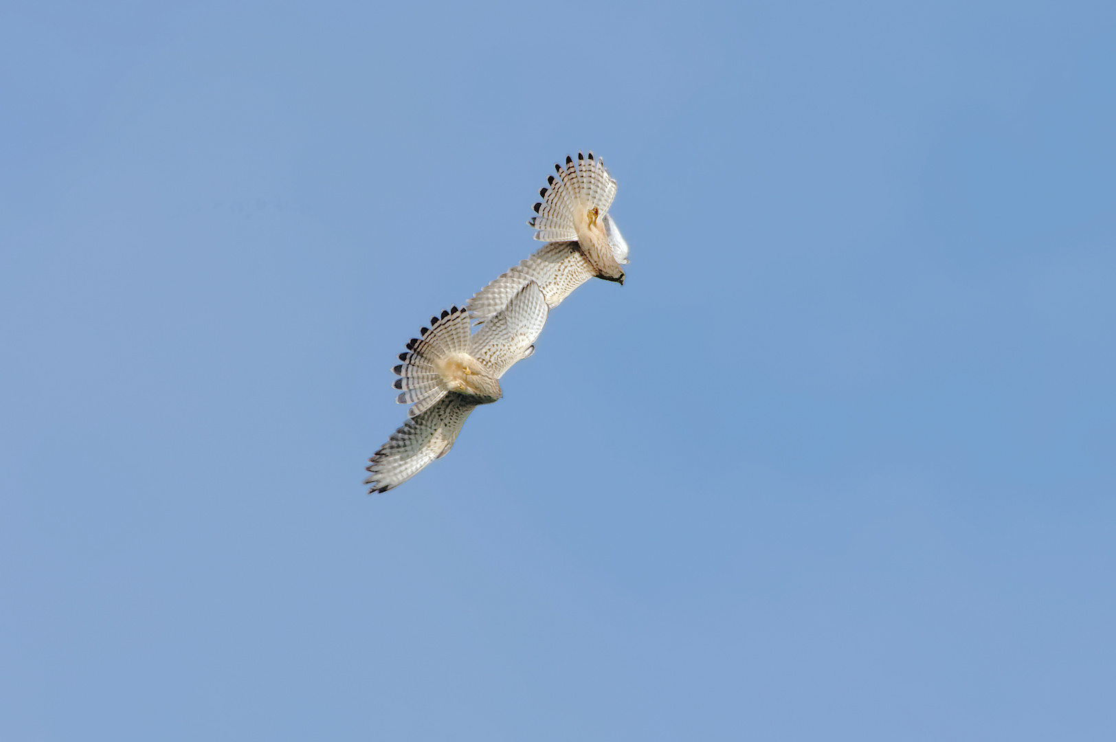 Gleiche Stelle: Turmfalken