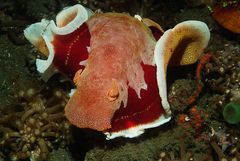 gleicher Nachttauchgang Lembeh Strait