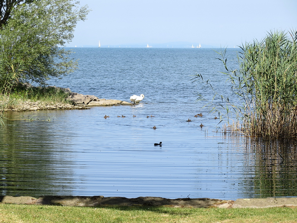 Gleicher Ort - Bodensee bei Altenrhein ...