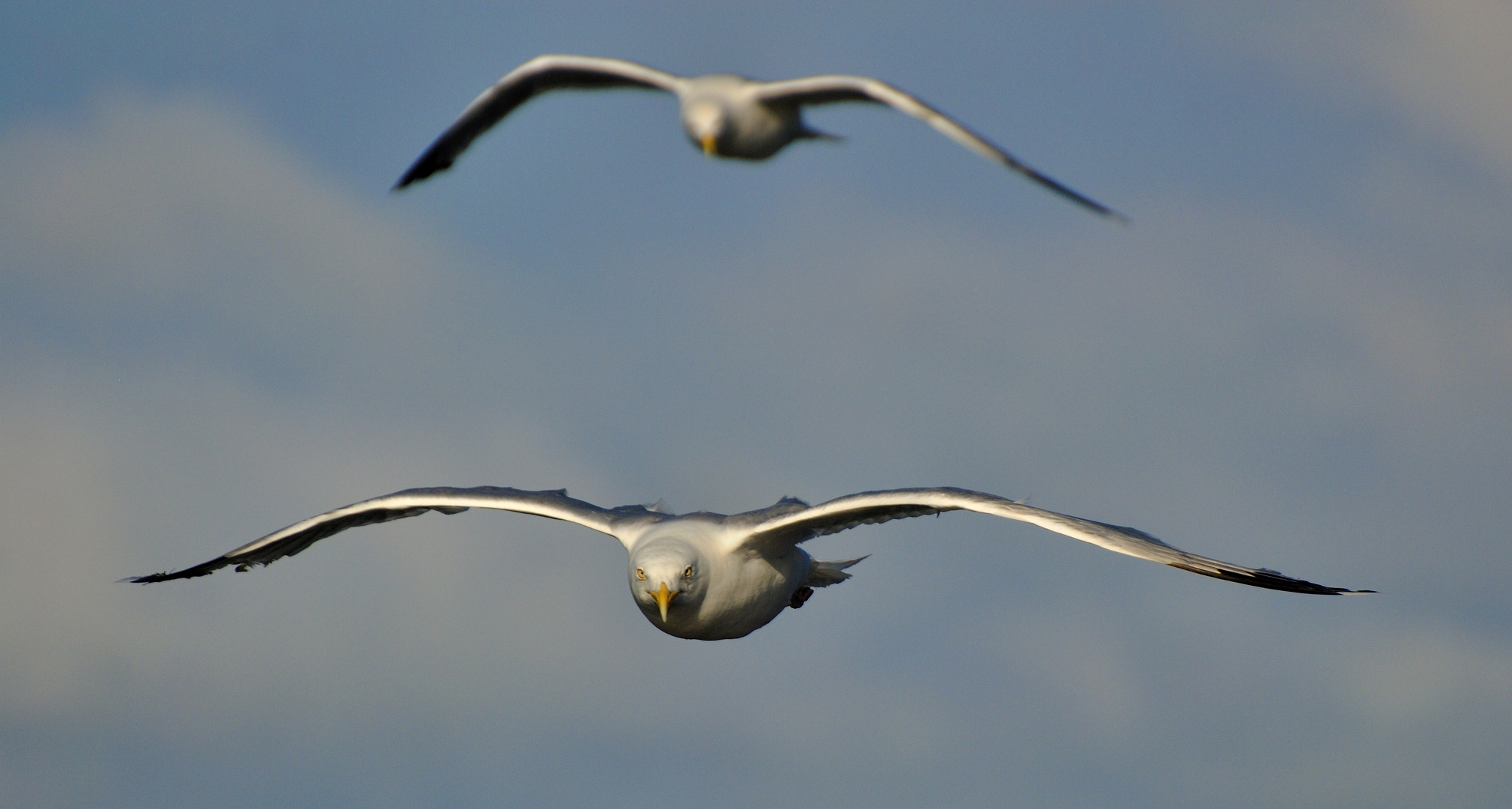 Gleichflug