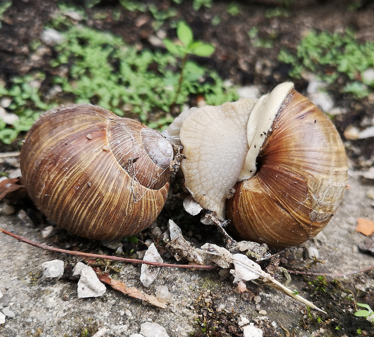 gleichgeschlechtliche Liebe