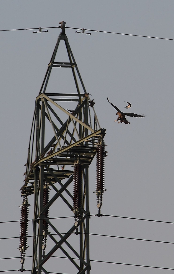 Gleichzeitiger Anflug von Mäusebussard und Star