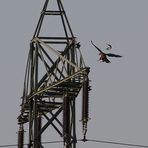 Gleichzeitiger Anflug von Mäusebussard und Star