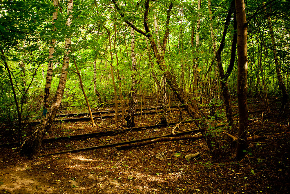 Gleise im Naturpark Südgelände