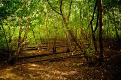 Gleise im Naturpark Südgelände