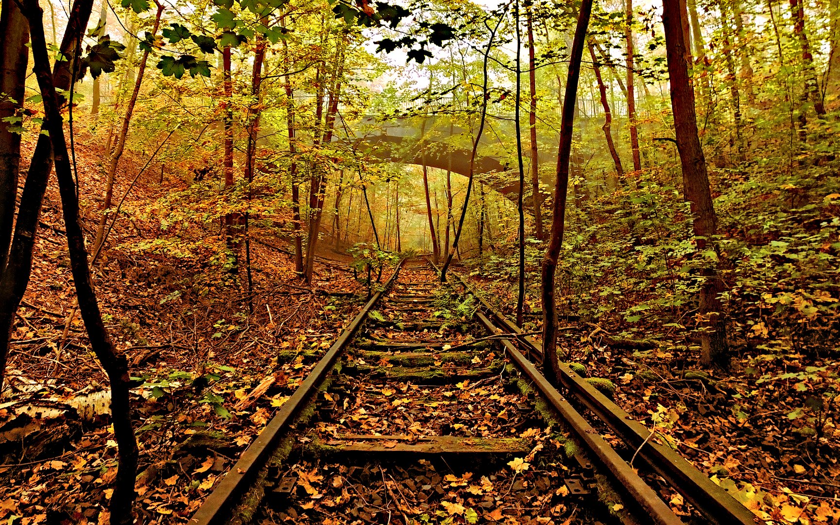 Gleise im Wald