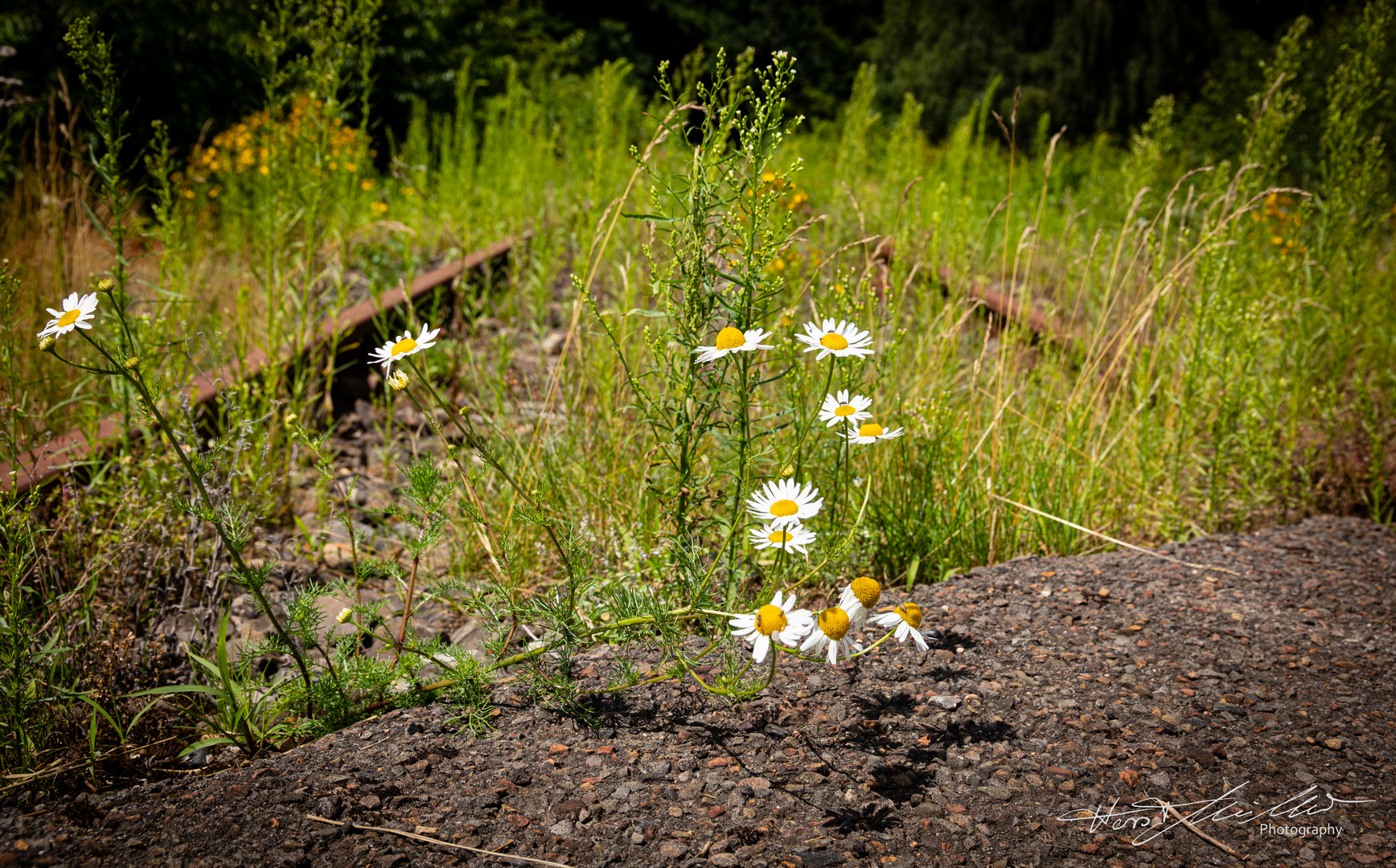 Gleise in der Natur