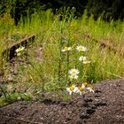 Gleise in der Natur