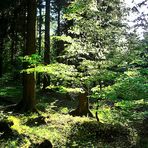 Gleißendes Licht bricht den Schatten