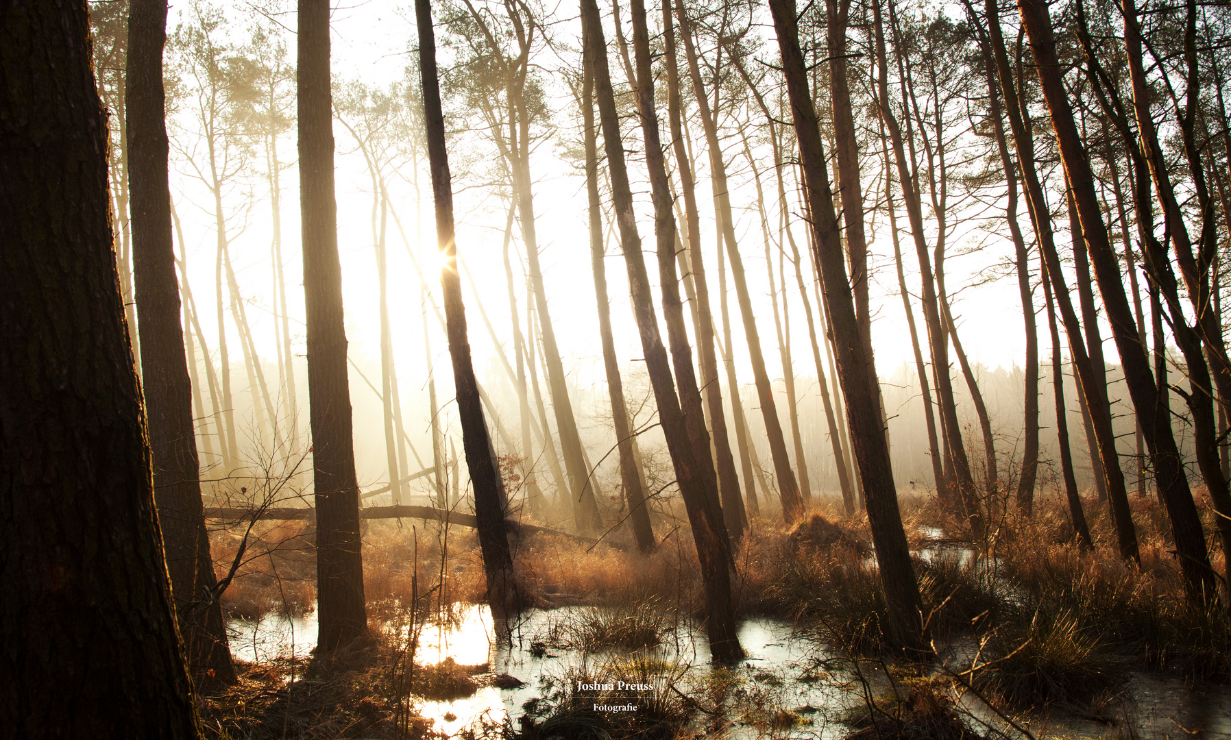 Gleißendes Licht im Sumpfland