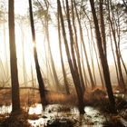 Gleißendes Licht im Sumpfland