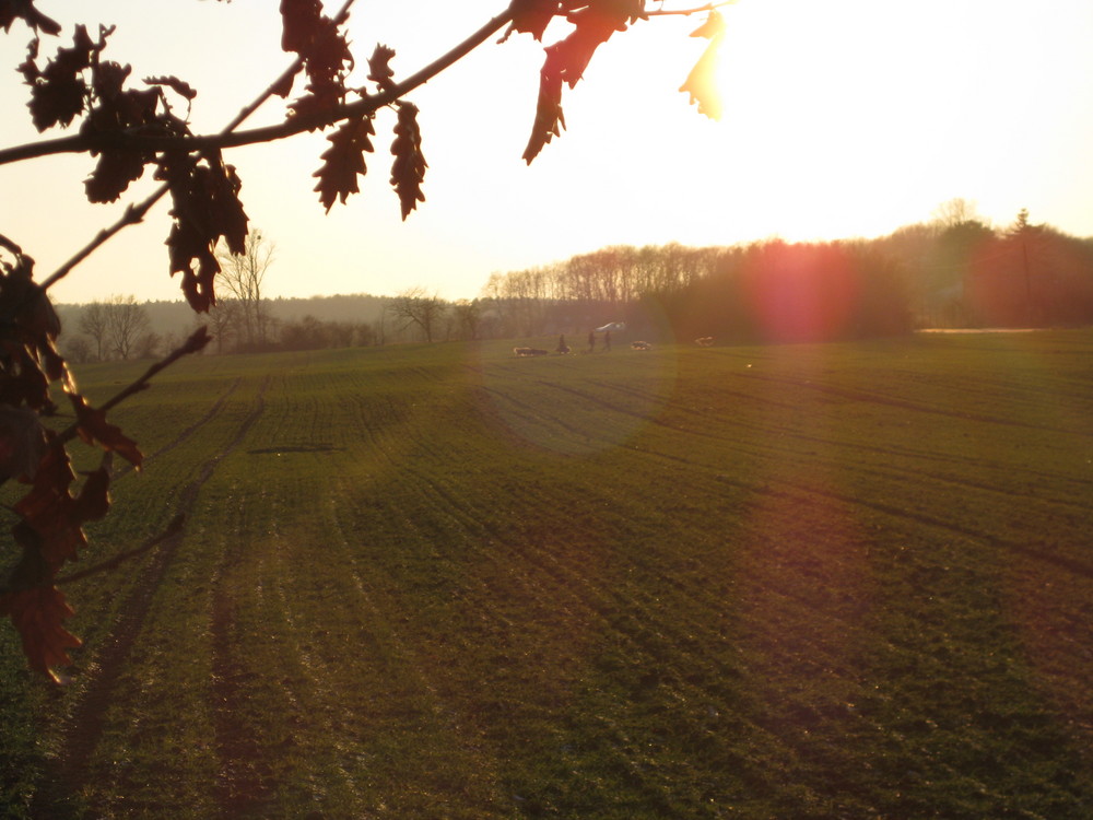 gleißendes sonnenlicht auf dem feld