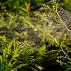 Gleißendes Spinnennetz im Morgentau