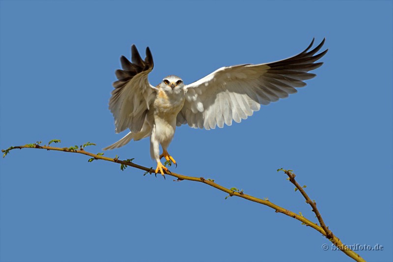 Gleitaar - Black-shouldered Kite