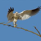 Gleitaar - Black-shouldered Kite