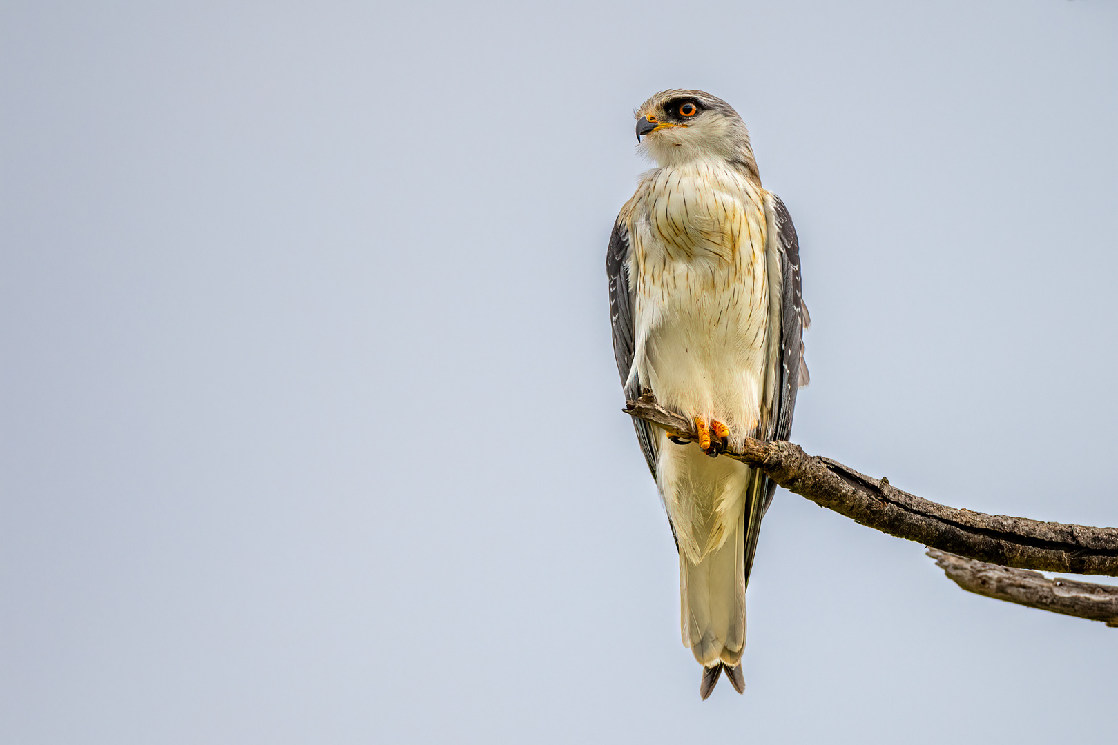 Gleitaar - Black-winged Kite