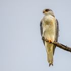 Gleitaar - Black-winged Kite