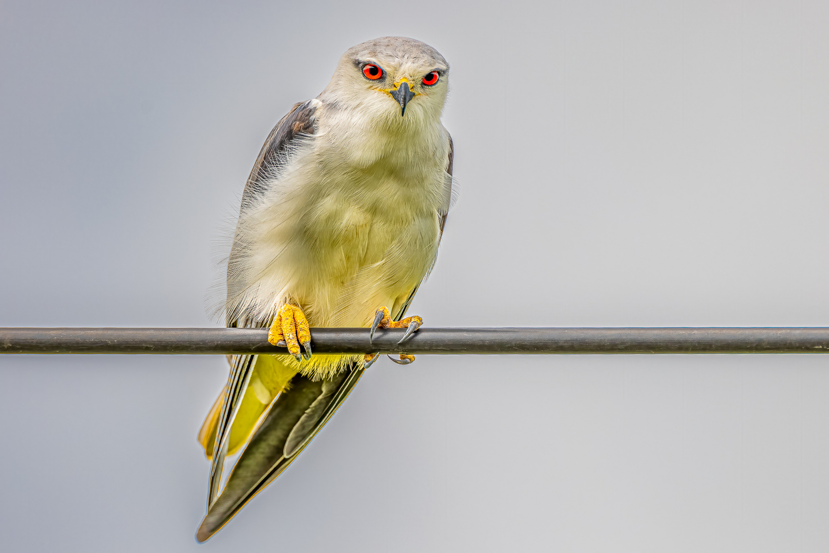 Gleitaar - Black-winged Kite